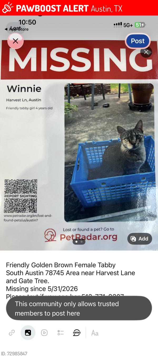 Lost Female Cat last seen Gate Tree Lane, Austin , Austin, TX 78745