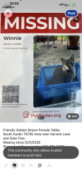 Lost Female Cat last seen Gate Tree Lane, Austin , Austin, TX 78745
