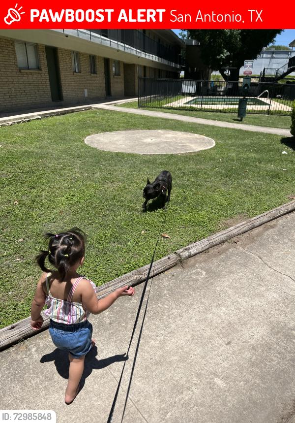 Lost Male Dog last seen Bandera sherril brook, San Antonio, TX 78228