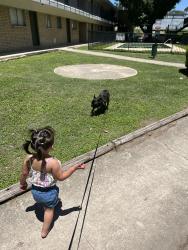 Lost Male Dog last seen Bandera sherril brook, San Antonio, TX 78228