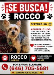 Lost Male Dog last seen Adelaide area Katy Tx, Harris County, TX 77449
