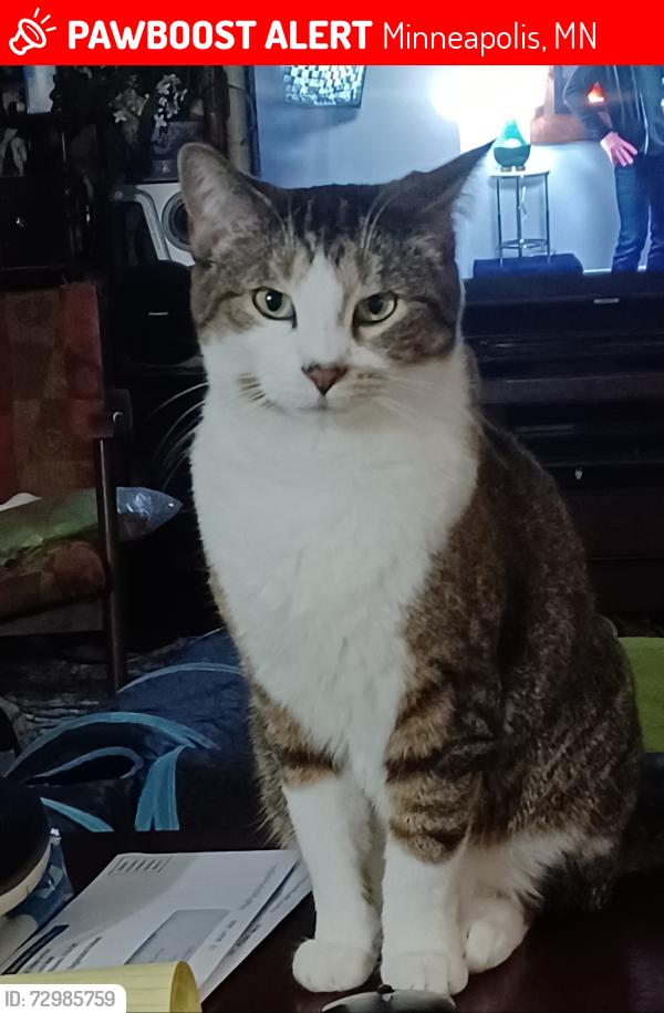 Lost Female Cat last seen 59th Ave N and Elmhurst Ave, Minneapolis, MN 55428