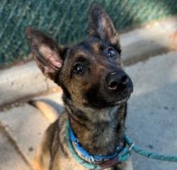 Shelter Stray Female Dog last seen Near 19th Street, ASTORIA, NY, 11105, 326 E 110th St, New York, NY 10029, USA