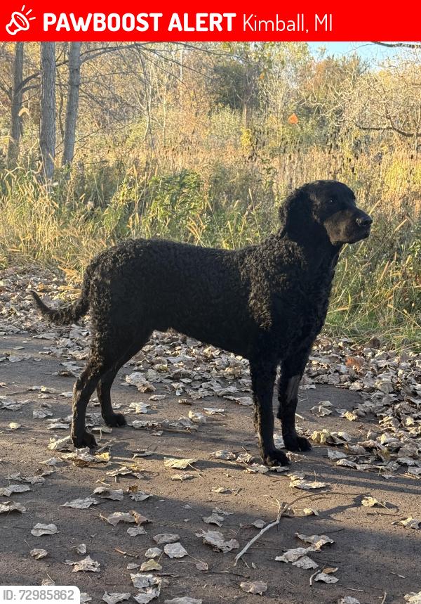 Lost Male Dog last seen Castlewood subdivision , Kimball, MI 48074