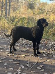 Lost Male Dog last seen Castlewood subdivision , Kimball, MI 48074