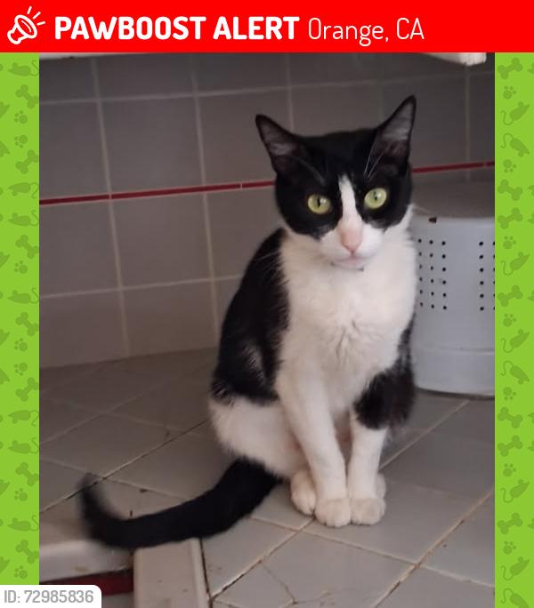 Lost Female Cat last seen Chapman and Esplanade in Orange, Ca, Orange, CA 92869