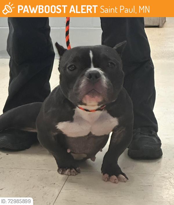 Found/Stray Female Dog last seen McLean and Frank, Saint Paul, MN 55106