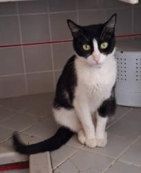Lost Female Cat last seen Chapman and Esplanade in Orange, Ca, Orange, CA 92869