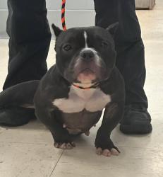 Found/Stray Female Dog last seen McLean and Frank, Saint Paul, MN 55106