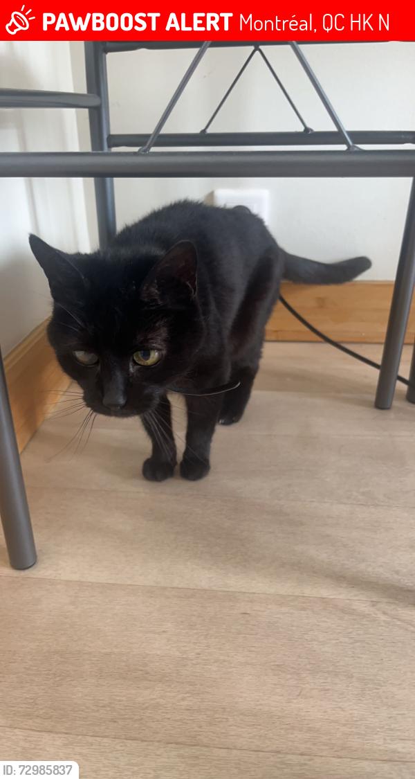 Lost Female Cat last seen Rue Mullins , Montréal, QC H3K 1N3