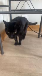 Lost Female Cat last seen Rue Mullins , Montréal, QC H3K 1N3