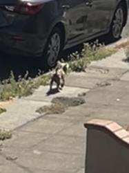 Found/Stray Male Dog last seen 56th and Carberry, Oakland, CA 94609