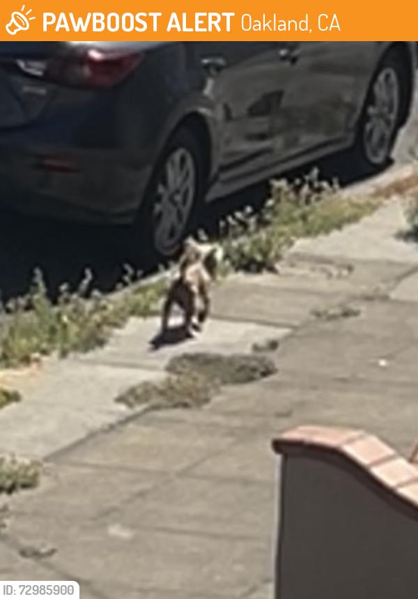 Found/Stray Male Dog last seen 56th and Carberry, Oakland, CA 94609