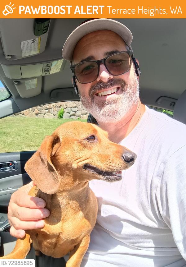 Found/Stray Male Dog last seen Hillcrest and Mountainview , Terrace Heights, WA 98901