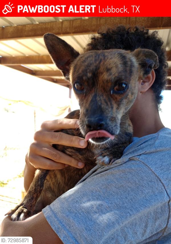Lost Male Dog last seen Near , Lubbock, TX 79423