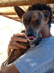 Lost Male Dog last seen Near , Lubbock, TX 79423