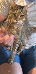 Found/Stray Female Cat last seen Marble front and Kcid Rd, Caldwell, ID 83605