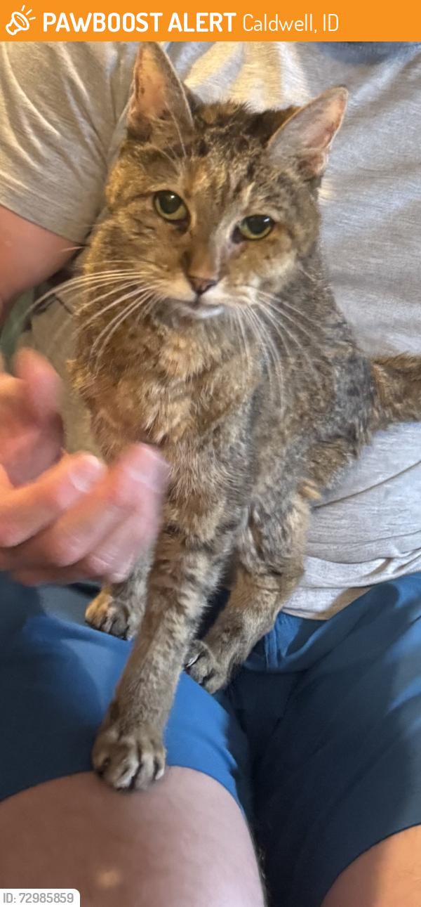Found/Stray Female Cat last seen Marble front and Kcid Rd, Caldwell, ID 83605