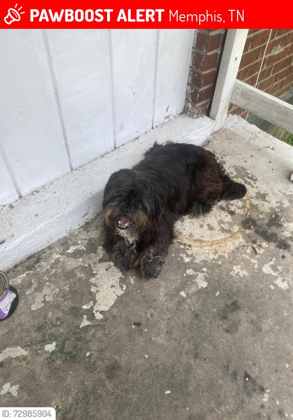 Lost Unknown Dog last seen Near Guernsey Ave Memphis Tn 38112, Memphis, TN 38112