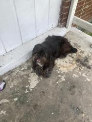 Lost Unknown Dog last seen Near Guernsey Ave Memphis Tn 38112, Memphis, TN 38112