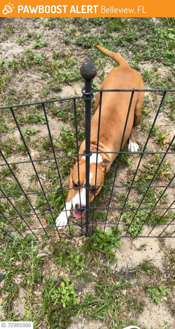 Found/Stray Unknown Dog last seen Too your health and spa, Belleview, FL 34420