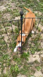 Found/Stray Unknown Dog last seen Too your health and spa, Belleview, FL 34420