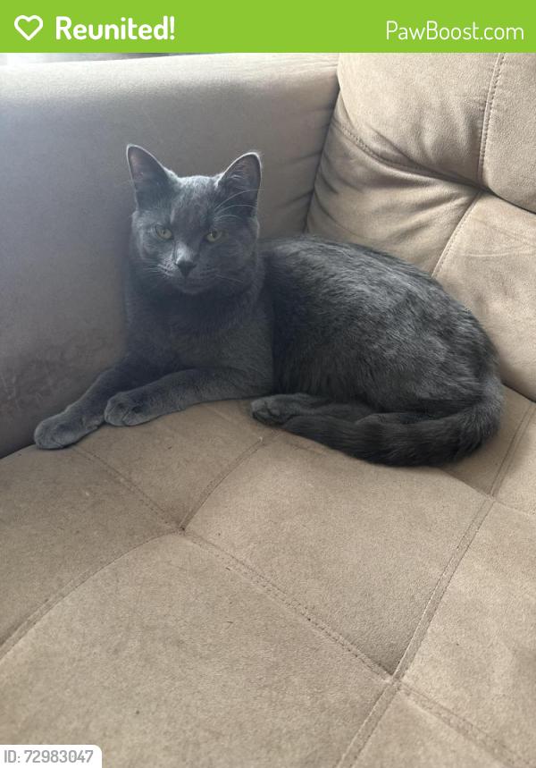 Reunited Female Cat last seen Edgerton and aqueduct, Akron, OH 44303