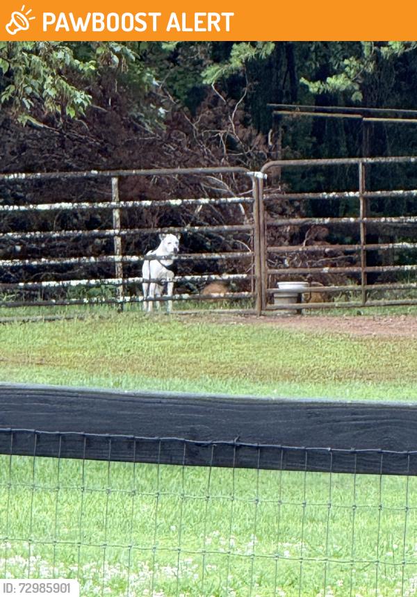 Found/Stray Unknown Dog last seen Near North Greenville University , Greenville County, SC 29687