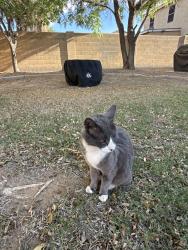 Lost Male Cat last seen Skyline Ranch II, San Tan Valley, AZ 85143