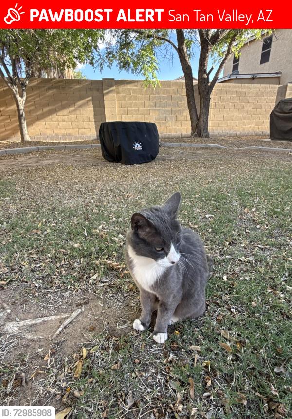 Lost Male Cat last seen Skyline Ranch II, San Tan Valley, AZ 85143