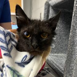 Shelter Stray Female Cat last seen , 328 Furman Hall Rd, Greenville, SC 29609, USA
