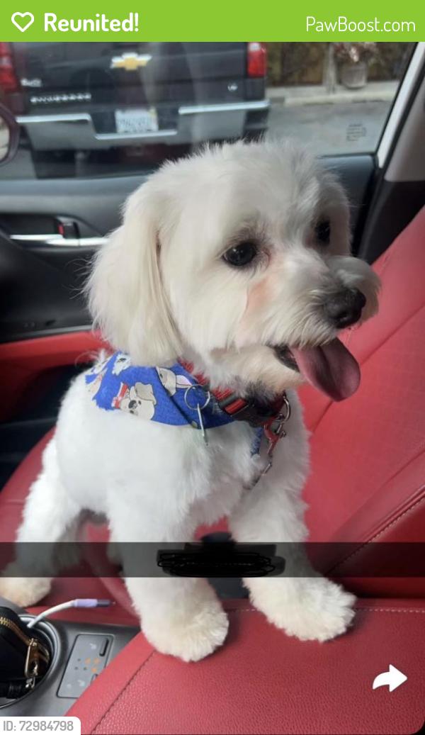 Reunited Male Dog last seen Sunset Ave, Waukegan, IL, USA, Waukegan, IL 60087