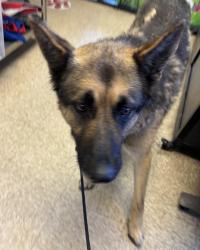 Found/Stray Male Dog last seen Highland Ave, San Bernardino, CA 92401