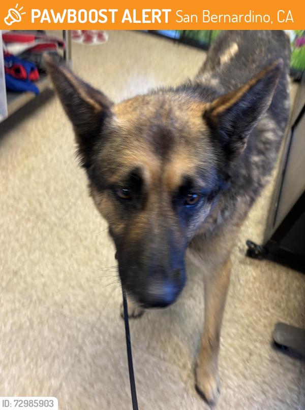 Found/Stray Male Dog last seen Highland Ave, San Bernardino, CA 92401
