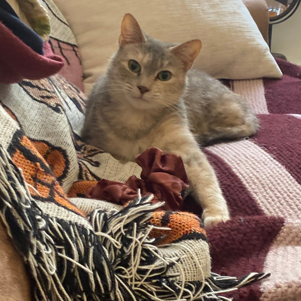 Shelter Stray Female Cat last seen , Animal Care & Control Team of Philly, 111 W Hunting Park Ave, Philadelphia, PA 19140, USA