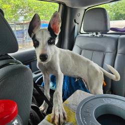 Shelter Stray Male Dog last seen , 141 Canna Ln, Lake Jackson, TX 77566, USA