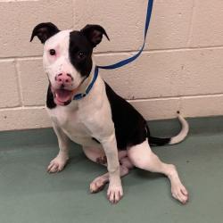 Shelter Stray Male Dog last seen , 2350 Appling City Cove, Memphis, TN 38133, USA