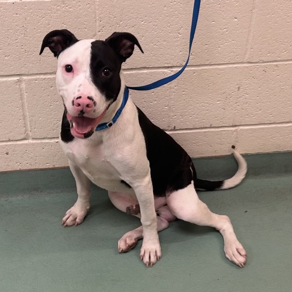 Shelter Stray Male Dog last seen , 2350 Appling City Cove, Memphis, TN 38133, USA