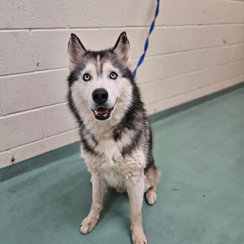 Shelter Stray Male Dog last seen , 2350 Appling City Cove, Memphis, TN 38133, USA