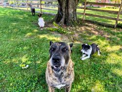 Reunited Male Dog last seen Bardstown and Hudsoj, Louisville, KY 40291