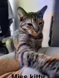 Lost Female Cat last seen Neughborhood paseo encanto, Indio, CA 92201