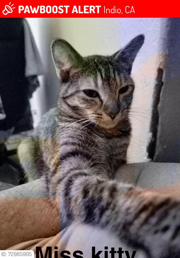 Lost Female Cat last seen Neughborhood paseo encanto, Indio, CA 92201