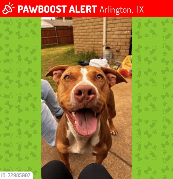 Lost Female Dog last seen High country trail, Arlington, TX 76016