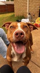 Lost Female Dog last seen High country trail, Arlington, TX 76016