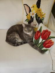 Reunited Female Cat last seen Fernbrook, Marktwain, Dandonna, Florissant, MO 63031