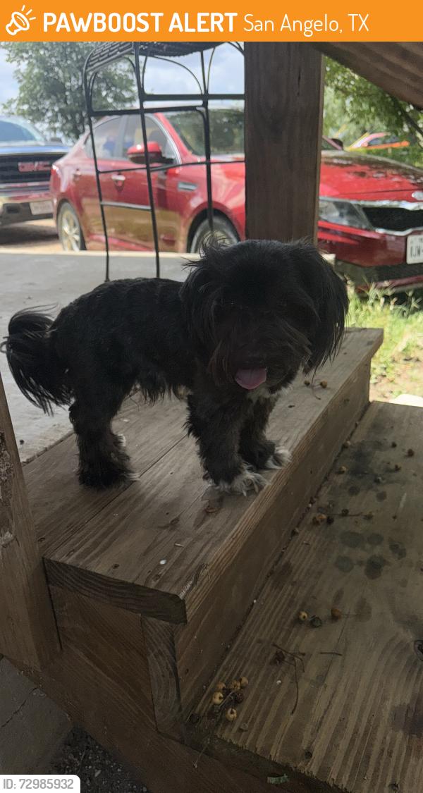 Found/Stray Unknown Dog last seen Bell st, San Angelo, TX 76905
