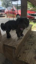 Found/Stray Unknown Dog last seen Bell st, San Angelo, TX 76905