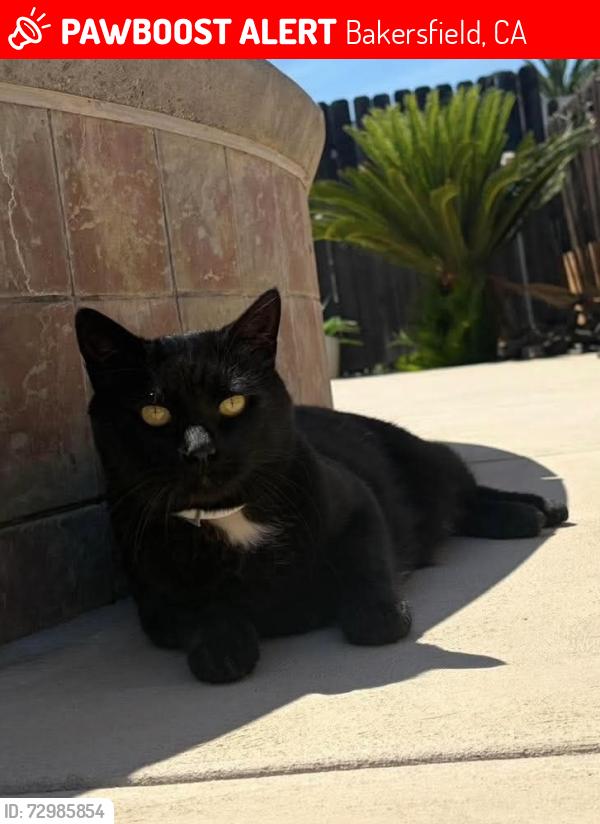 Lost Male Cat last seen Calloway and Meacham near Endeavour elementary school, Bakersfield, CA 93312