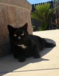 Lost Male Cat last seen Calloway and Meacham near Endeavour elementary school, Bakersfield, CA 93312