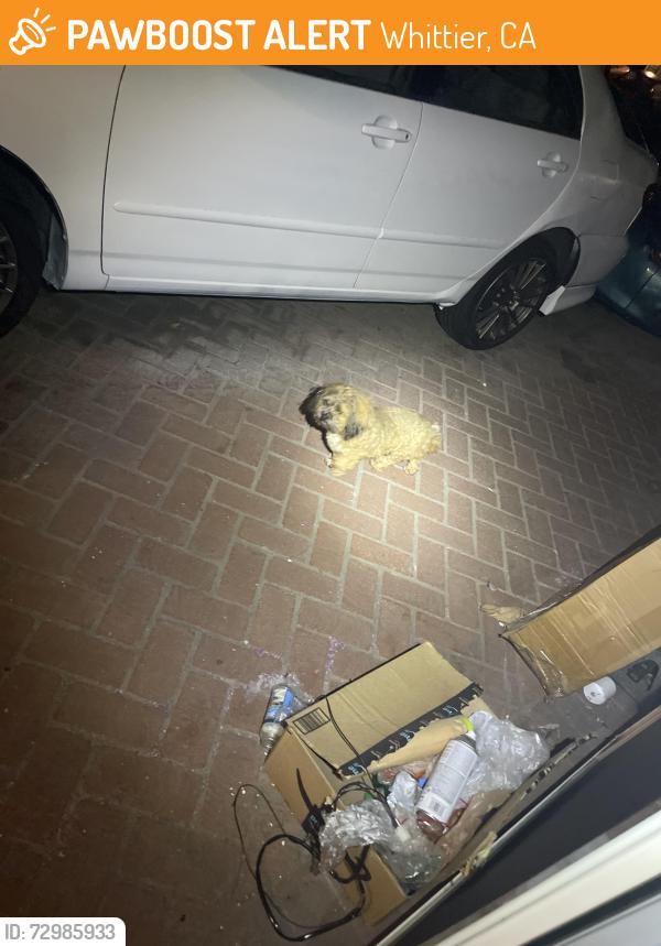 Found/Stray Unknown Dog last seen Lambert rd Whittier ca , Whittier, CA 90604